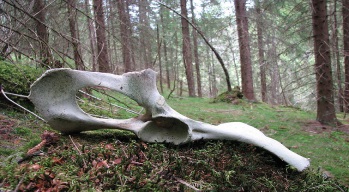 Animal Bone in Woods