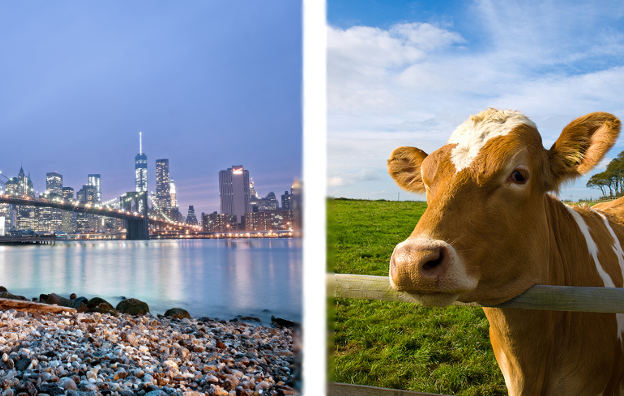 Urban City NYC vs. Rural Town Cow College Locations