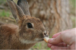 Person Feeding a Rabbit