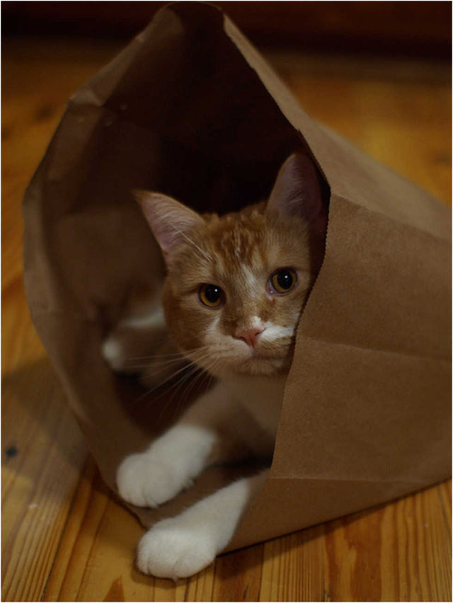 Don't Let the Cat Out of the Bag English Idioms