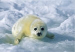 Abandoned Baby Seal Pups