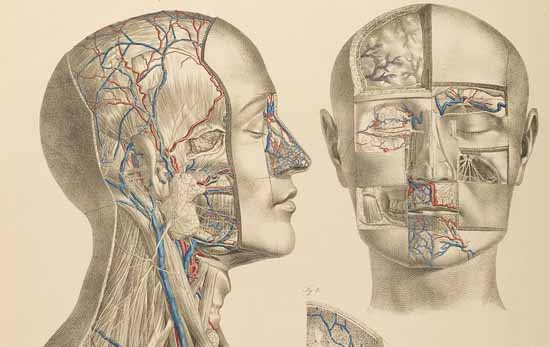 Human Body Mouth Diagram