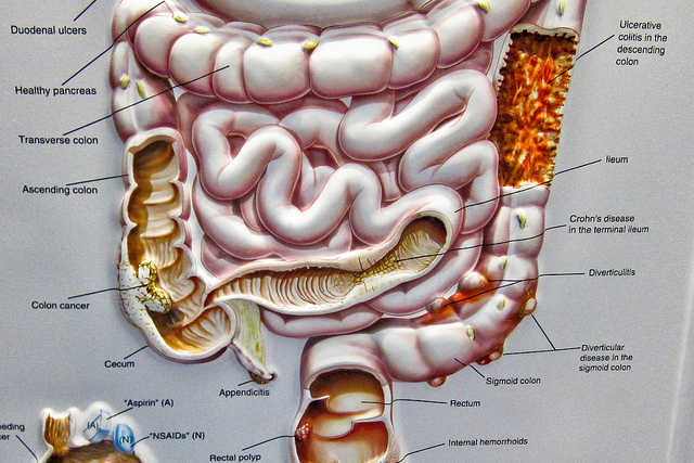 What does the colon do in the human body?