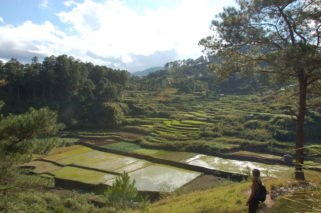 Rice terraces in Sagada, Philippines