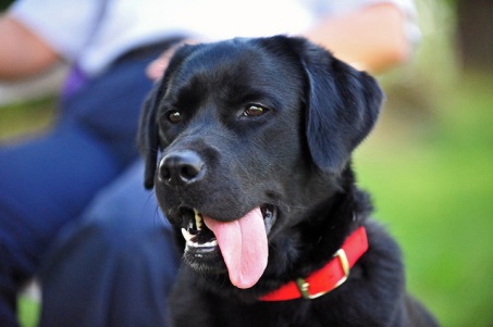 Black Lab