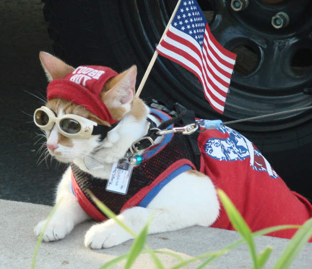 Cool Cat Patriot Thor goggles tough guy cute kitten